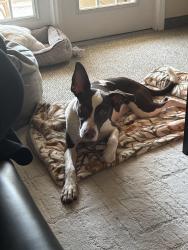 Found/Stray Female Dog last seen University of North Carolina Greensboro, Greensboro, NC 27403