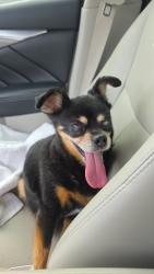 Reunited Unknown Dog last seen Vista dr and 22nd st, Phoenix, AZ 85022