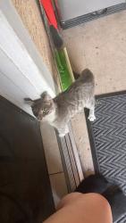 Found/Stray Unknown Cat last seen Orange avenue, Paramount, CA 90723