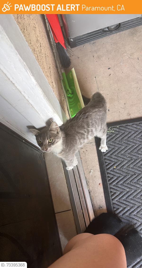 Found/Stray Unknown Cat last seen Orange avenue, Paramount, CA 90723
