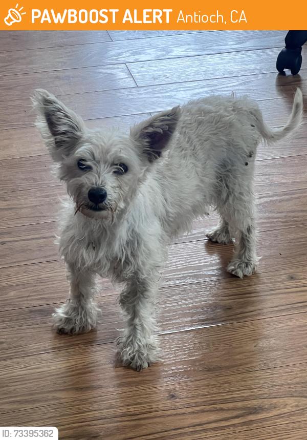 Found/Stray Male Dog last seen Folsom Dr, Antioch, CA 94531