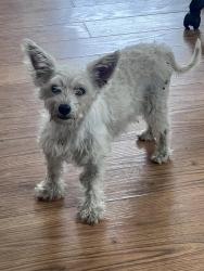 Found/Stray Male Dog last seen Folsom Dr, Antioch, CA 94531