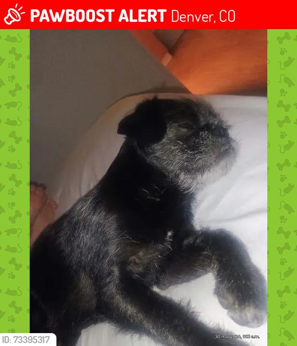 Lost Male Dog last seen My greenvalley rmdsmn̈n, Denver, CO 80249