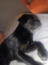 Lost Male Dog last seen My greenvalley rmdsmn̈n, Denver, CO 80249