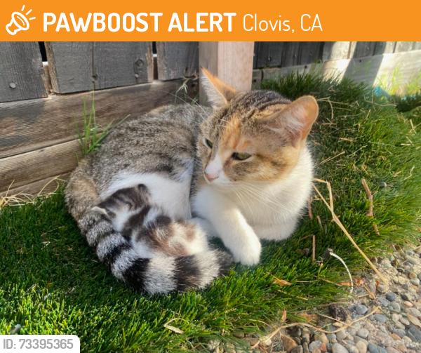 Found/Stray Female Cat last seen Golden & Fairmont, Clovis, Clovis, CA 93611