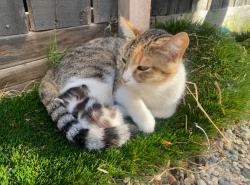 Found/Stray Female Cat last seen Golden & Fairmont, Clovis, Clovis, CA 93611