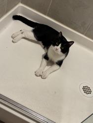 Lost Male Cat last seen Arbordale village, Forney, TX 75126