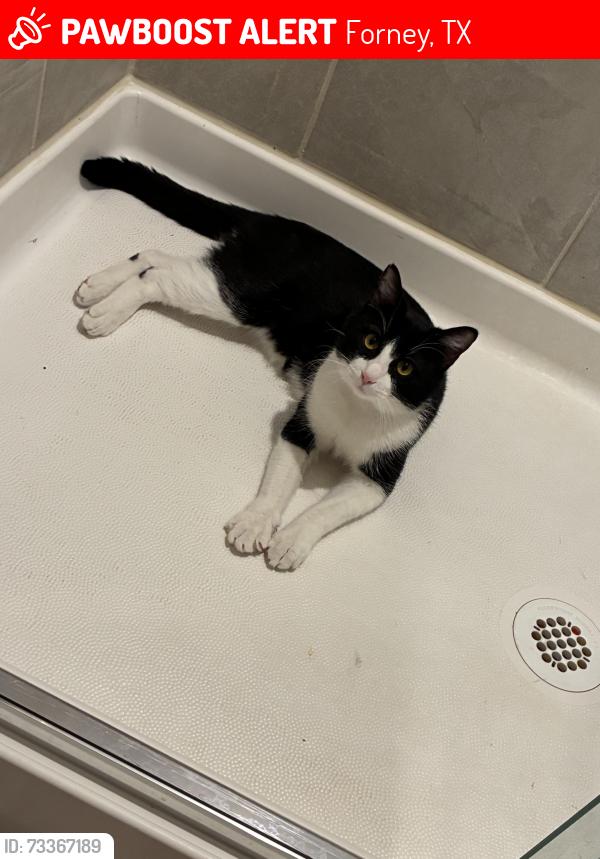 Lost Male Cat last seen Arbordale village, Forney, TX 75126