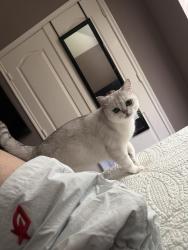 Lost Male Cat last seen Lee elementary, Houston, TX 77041
