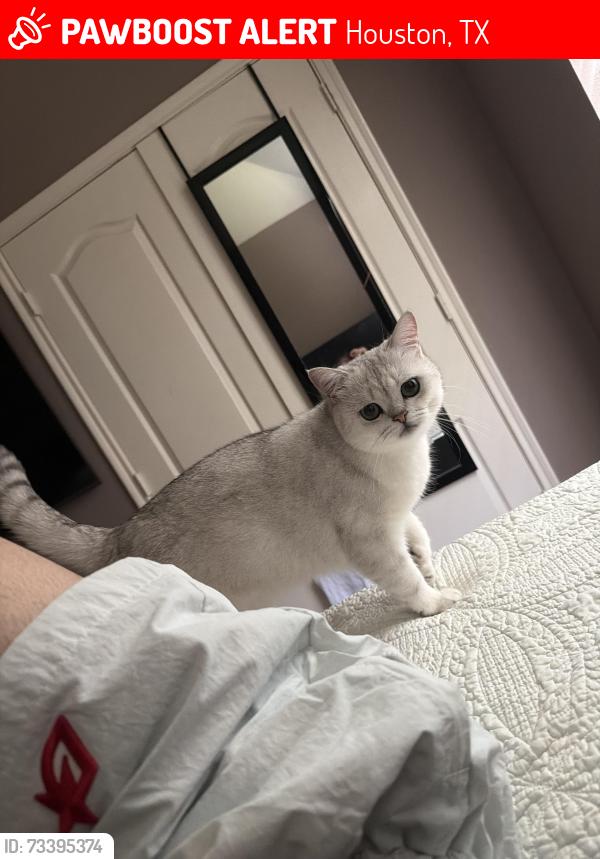 Lost Male Cat last seen Lee elementary, Houston, TX 77041