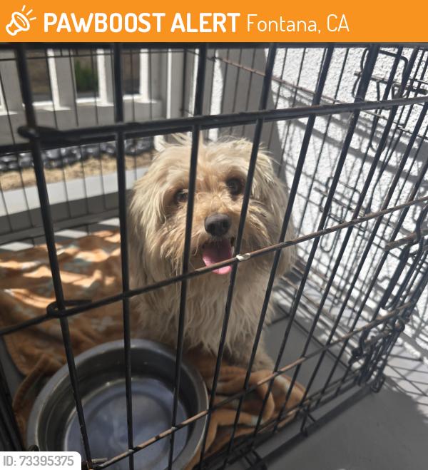 Found/Stray Female Dog last seen Baseline, Fontana, CA 92336