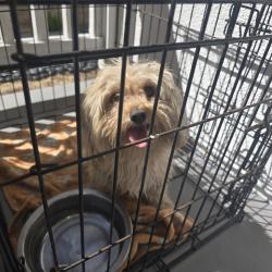 Found/Stray Female Dog last seen Baseline, Fontana, CA 92336