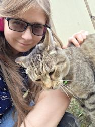 Found/Stray Female Cat last seen Near Illsley St Portland Maine, Portland, ME 04103