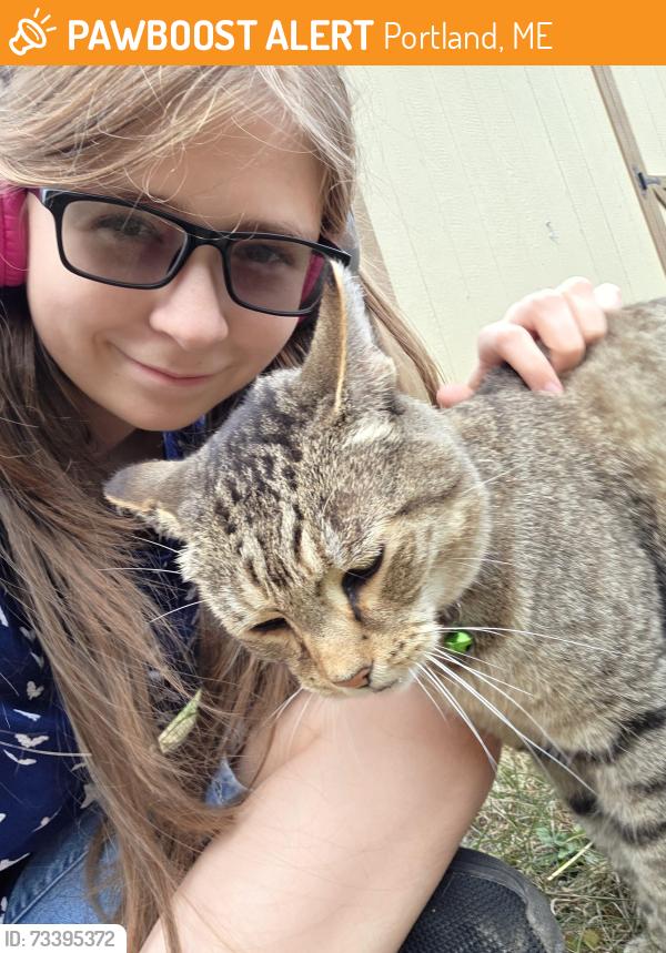 Found/Stray Female Cat last seen Near Illsley St Portland Maine, Portland, ME 04103