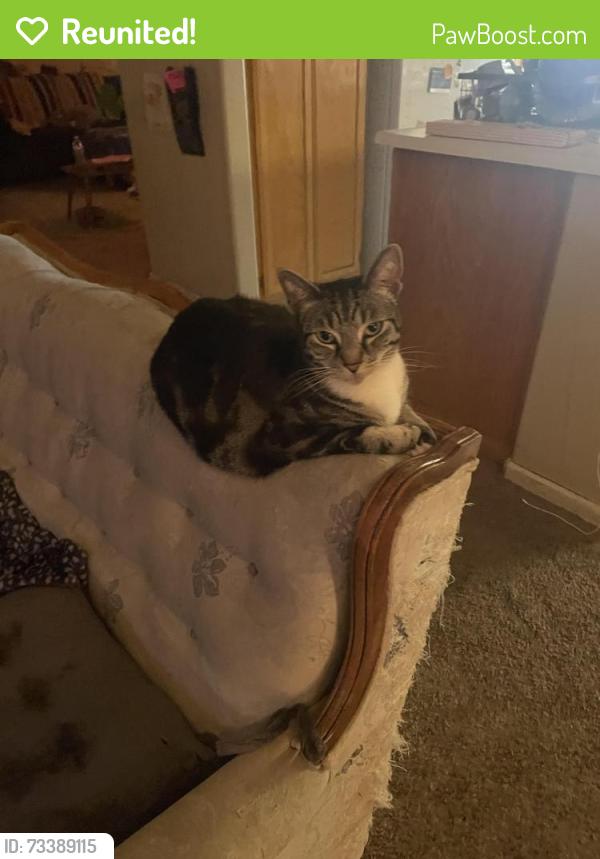 Reunited Female Cat last seen Ran away at the corner of P and 25th Street in Sacramento, Sacramento, CA 95816