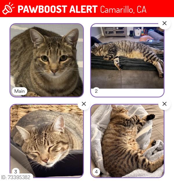 Lost Male Cat last seen Camino Castenada, Camarillo, CA 93010