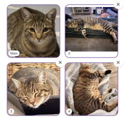 Lost Male Cat last seen Camino Castenada, Camarillo, CA 93010