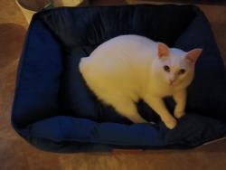 Lost Female Cat last seen High Bridge Rd, Gadsden County, FL 32351
