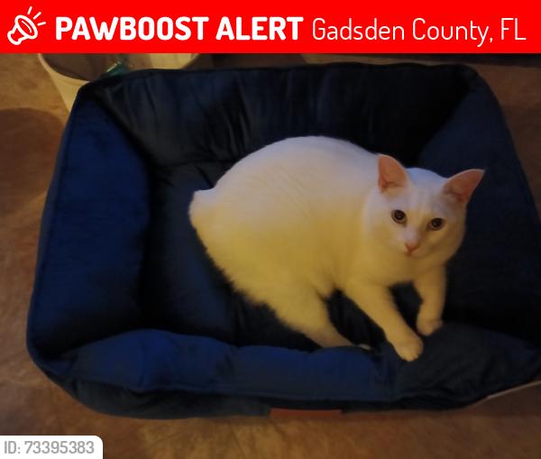Lost Female Cat last seen High Bridge Rd, Gadsden County, FL 32351
