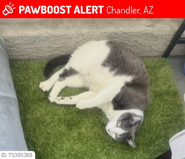 Lost Male Cat last seen Near W Ray rd - Ventura Apts, Chandler, AZ 85225