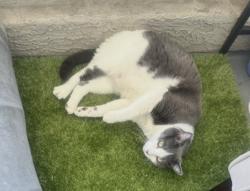 Lost Male Cat last seen Near W Ray rd - Ventura Apts, Chandler, AZ 85225