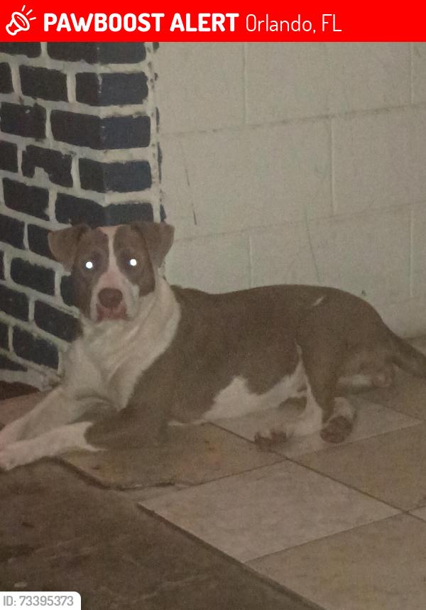 Lost Female Dog last seen Northlane Street or Westgate Street, Orlando, FL 32808