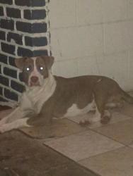 Lost Female Dog last seen Northlane Street or Westgate Street, Orlando, FL 32808