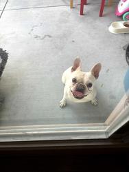 Found/Stray Female Dog last seen Portola & gateway st, Palm Desert, CA 92211