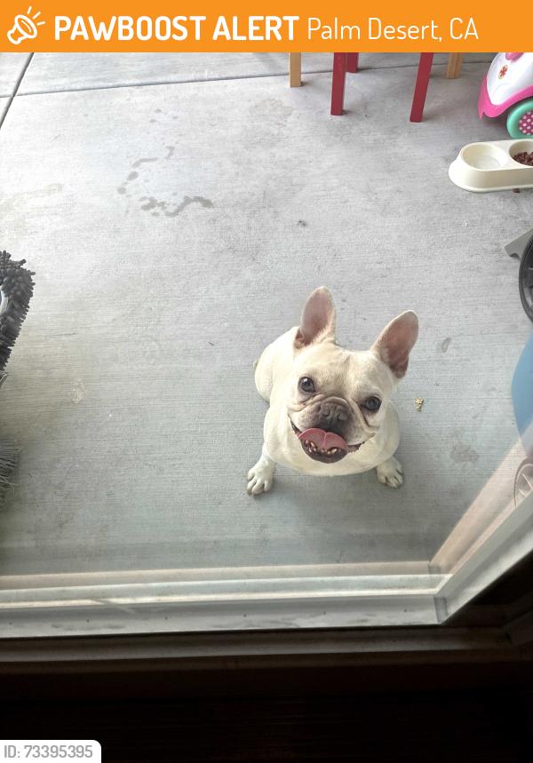 Found/Stray Female Dog last seen Portola & gateway st, Palm Desert, CA 92211