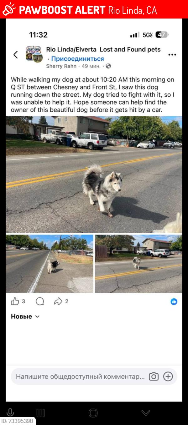 Lost Male Dog last seen Q st end Front, Rio Linda, CA 95673