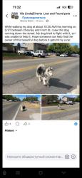 Lost Male Dog last seen Q st end Front, Rio Linda, CA 95673