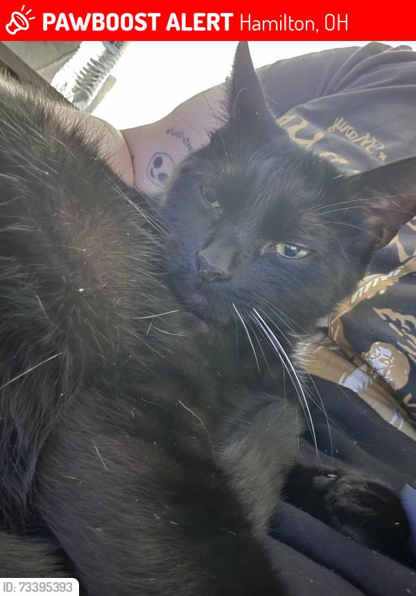 Lost Male Cat last seen Downtown hamilton, Hamilton, OH 45011
