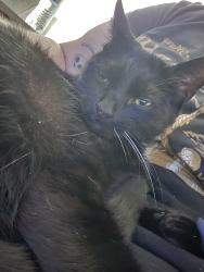 Lost Male Cat last seen Downtown hamilton, Hamilton, OH 45011