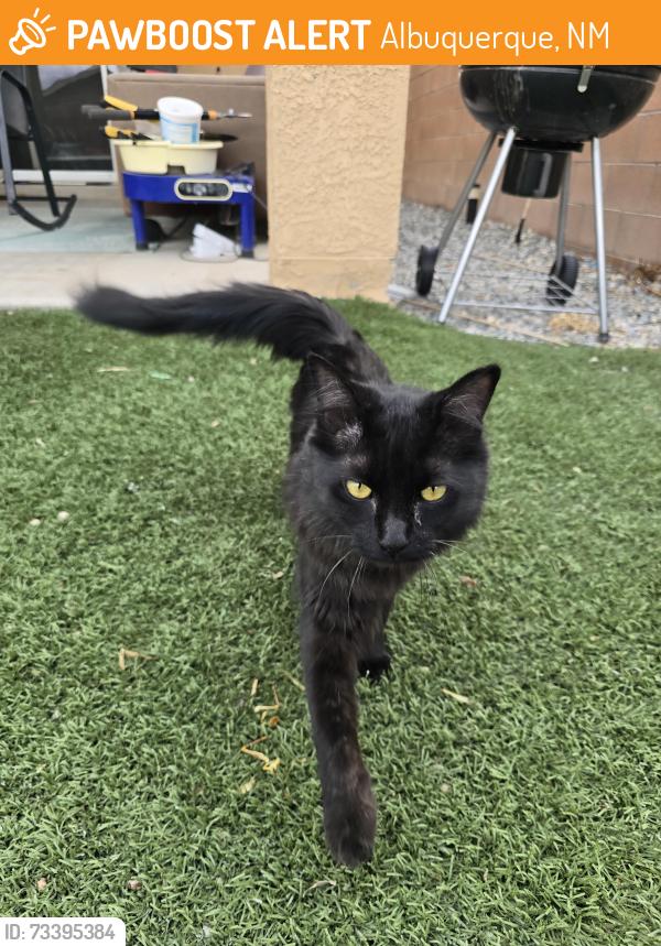 Found/Stray Female Cat last seen 98th Street and Colobel, Albuquerque, NM 87121