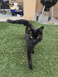 Found/Stray Female Cat last seen 98th Street and Colobel, Albuquerque, NM 87121