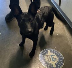 Shelter Stray Male Dog last seen , West Valley Animal Shelter, 20655 Plummer St, Chatsworth, CA 91311, USA