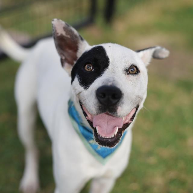 Shelter Stray Female Dog last seen Near BLOCK WOLF POINT, 4710 TX-151, San Antonio, TX 78227, USA