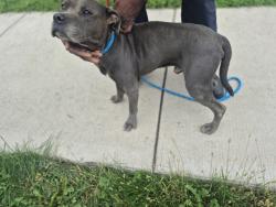 Shelter Stray Male Dog last seen Near BLOCK WYKES ST, DETROIT, MI 48210, 7401 Chrysler Dr, Detroit, MI 48211, USA