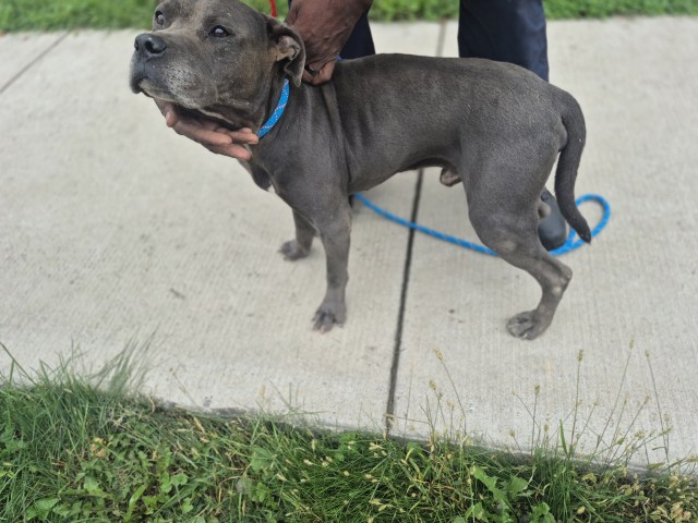 Shelter Stray Male Dog last seen Near BLOCK WYKES ST, DETROIT, MI 48210, 7401 Chrysler Dr, Detroit, MI 48211, USA