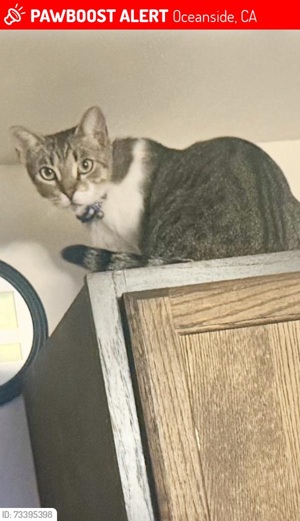 Lost Male Cat last seen Walton street, Oceanside, CA 92058