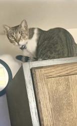 Lost Male Cat last seen Walton street, Oceanside, CA 92058