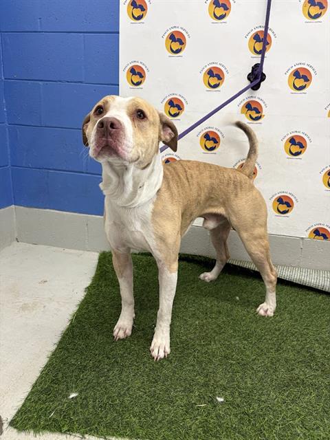 Shelter Stray Male Dog last seen Near BLOCK / 54 (WAWA), 19640 Dogpatch Ln, Land O' Lakes, FL 34638, USA