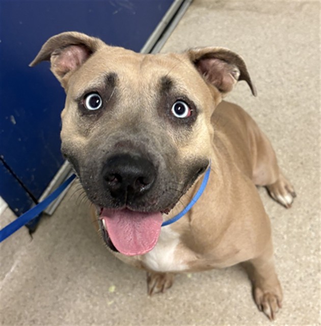 Shelter Stray Female Dog last seen Near BLOCK RIVER BLVD, BAKERSFIELD CA 93305, 3951 Fruitvale Ave, Bakersfield, CA 93308, USA