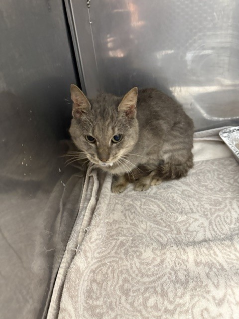 Shelter Stray Male Cat last seen , 1601 Airport Rd, Shelby, NC 28150, USA