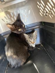 Shelter Stray Female Cat last seen LAVENDER RD, 1601 Airport Rd, Shelby, NC 28150, USA