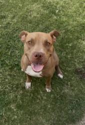 Shelter Stray Female Dog last seen PALADINO ST BAKERSFIELD, 201 S Mt Vernon Ave, Bakersfield, CA 93307, USA