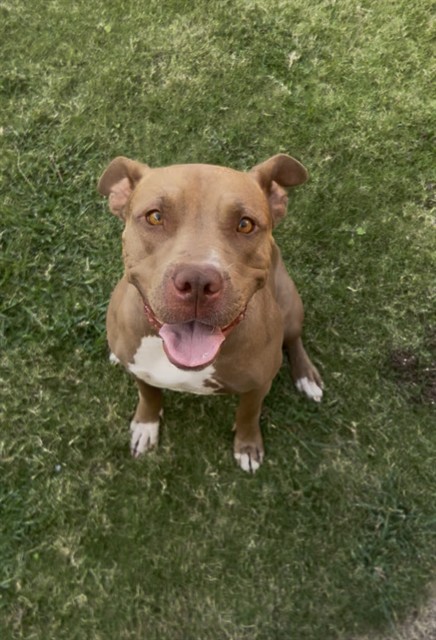 Shelter Stray Female Dog last seen PALADINO ST BAKERSFIELD, 201 S Mt Vernon Ave, Bakersfield, CA 93307, USA