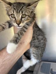 Shelter Stray Female Cat last seen LAVENDER RD, 1601 Airport Rd, Shelby, NC 28150, USA