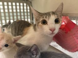 Shelter Stray Female Cat last seen , 14409 Vanowen St, Van Nuys, CA 91405, USA