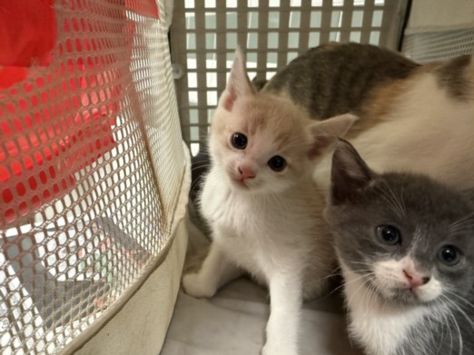Shelter Stray Male Cat last seen , 14409 Vanowen St, Van Nuys, CA 91405, USA